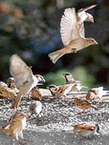 Sparrows frolick in Shimla on a sunny Saturday after a week of inclement weather