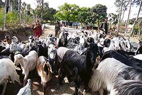 As summer season begins, nomads in the state move to higher reaches with their live stock in search of greener pastures