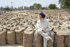 A farmer waits for the lifting of wheat stock at the Morinda grain market. 