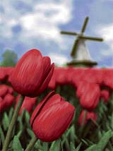 The colourful tulip fields with windmills in Holland