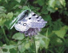 Silver moths select their flying altitude to stay with the fastest winds