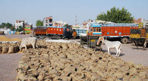 A view of the Bathinda Grain Market that has become a thoroughfare for stray animals that graze on the wheat that has arrived for sale. Unauthorised parking of trucks adds to the farmers woes. 