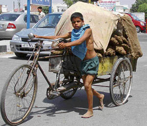 A minor boy pulls a load of dried dung cakes, used as a fuel in rural kitchens, in a cycle cart on a hot Sunday afternoon in Karnal. 