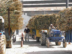 Sugarcane farmers make a beeline for Saraswati Sugar Mill with their produce in Yamunanagar on Sunday. 
