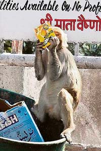 As the mercury rises, a monkey in Katra quenches its thirst with a soft drink