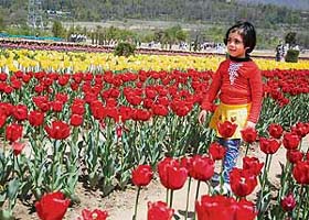 A girl saunters in the tulip garden in Srinagar