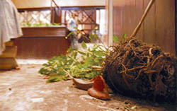 Smashed flower pots lying in a Sector 9 house in Chandigarh 