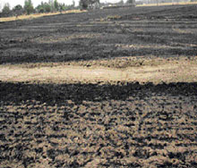 A charred field at Umarpura village near Ahmedgarh on Tuesday.
