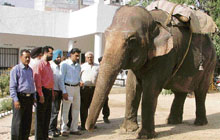 Rescued elephant with PFA activities at division number 3 police station in Ludhiana on Tuesday.