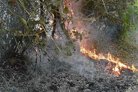 Burning of leaves still continues on the Sectors 32 and 33 dividing road in Chandigarh on Wednesday despite a ban by MC.