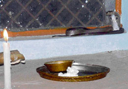 Devotees were surprised to see a cobra enter the Lord Jagannath's Temple, Sector 31, Chandigarh, on Thursday.