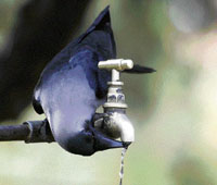 A crow quenches his thirst on a scorching day in Chandigarh on Thursday.
