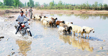 The government had promised to build a bridge in the area but it remained an empty promise. Today, humans and animals wade through water to reach their destinations in Mukandpur Choudharian in Kathua