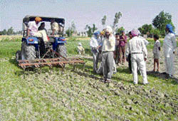 Officials of Agriculture Department plough a 15-marla nursery of paddy seedlings at Kalanaur village on Thursday.