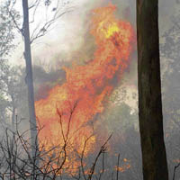 The fire that destroyed around 125 acres of Dandrala Bir forest in Dera Bassi on Friday. 