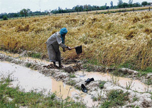 Rain struck at a time when the wheat crop was just ready to be harvested