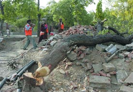 A tree cut by the BRT employees at Bahadur Shah Zafar Marg in the Capital on Saturday.