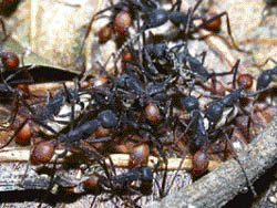 The army ants can reduce a tethered cow to polished bones in several weeks