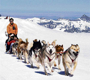 A sledge drawn by Huskies