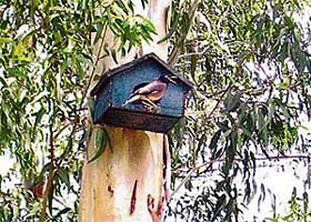 An artificial nest installed by the Basant Ritu Club and forest department at Environment Park in Patiala