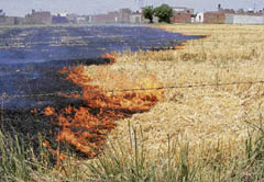 Despite ban, farmers put wheat stalk on fire in the fields in Ludhiana. 