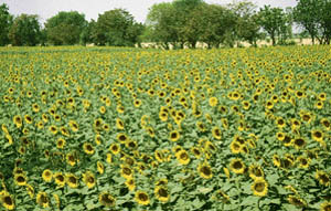 Sunflowers in full bloom at Majri village near Ahmedgarh.