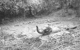 Picture of the elephant which was stuck in a swampy pit at Daldoli in Assams Karbi Anglong district for five days. The animal died on Sunday. 