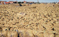 Thousands of wheat bags await lifting by agencies of the Punjab government in the grain market at Barnala on Sunday