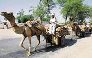 Wheat being carried on camel carts to Tapa Mandi in Barnala district.
