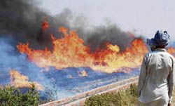 A villager looks on as wheat stubble is engulfed by flames after being set on fire by a farmer near Pundri village in Karnal