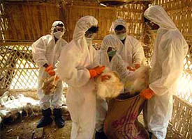Health workers collect poultry for culling at a farm in Ishanpur village, about 45 km west of Agartala on Monday.