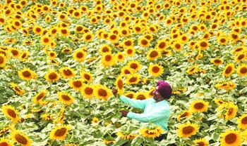 The sunflower crop is in full bloom in Doaba region.
