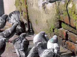 Sitting under a leaking tap near Dharamsala, these pigeons try to beat the heat as the temperature there touched 33.8C on Wednesday. At 41.2C Una was the hottest in the state.
