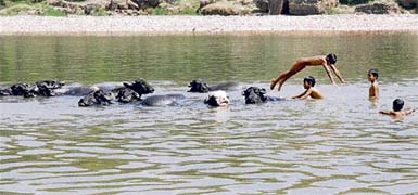 As mercury rises every day, children take a bath in the River Tawi along with buffalos in Jammu on Wednesday.