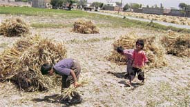 Students collect fallen wheat ears from a field at Pohir village near Ahmedgarh. 