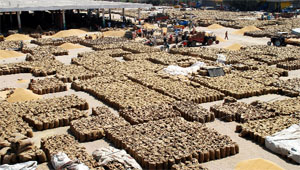 Sacks of wheat still lying at the grain market in Bathinda for lifting.