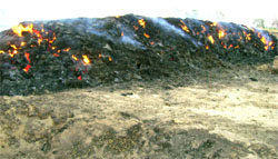The stacks of harvested wheat along with kinnow fruit plants burning inside an orchard on National Highway-10 on Thursday.
