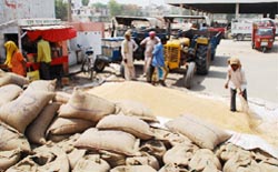 Wheat is being stacked on road, near unhygienic places like a public toilet, at the grain market in Bathinda