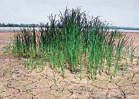 Wild growth on the dried-up Sukhna bed in Chandigarh