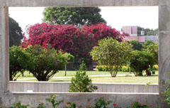 A three-dimensional view of blooming summers, captured in a perfect frame, in Bougvillea Garden, Chandigarh.