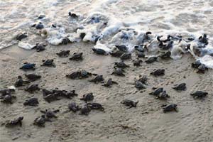 Sea turtle hatchlings make their way to the sea at Rushikullya beach in Orissa