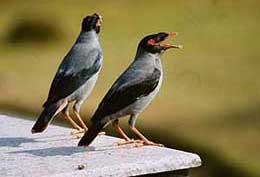 A couple of birds bear the brunt of the scorching sun in Mohali on Sunday.