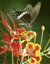 It is a ‘flowery’ sip for this beautiful butterfly.