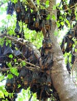 Bats cling on to a tree outside the residence of Chief Minister Sheila Dikshit in the Capital on Sunday