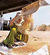 To meet her family needs, a labourer sifts wheat from the leftovers at the grain market in Bathinda on Sunday.