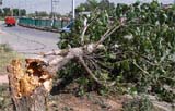 AFTERMATH: (Left) An uprooted tree blocks a road leading to Kajheri village in Chandigarh on Tuesday;