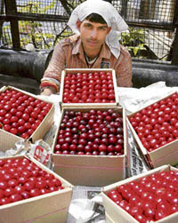 A roadside vendor awaits customers for his luscious cherries on The Mall in Shimla on Tuesday. 