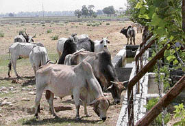 Stray cows flock to the boundary near Sadarpura village adjoining the Sidhwan Khas IAF air shelling range in search of fodder.