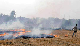 Stubble in a field of Lehra Sondha village in Bathinda district on fire on Monday.