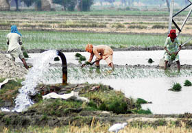 Labourers busy sowing saathi, a high water consuming variety of paddy, in Darar village in the Indri area in Karnal on Wednesday. 